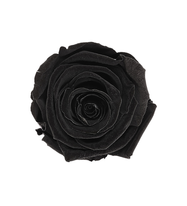 Elegant Ecuadorian preserved rose in striking Black Onyx, perfect for sophisticated decor and luxury arrangements. This unique, deep black preserved rose adds a touch of mystery and elegance, ideal for high-end floral designs. Available in bulk for wholesale buyers, sourced directly from Ecuador, where each rose is carefully preserved to retain its natural allure. Perfect for those seeking quality preserved roses in distinctive colors.