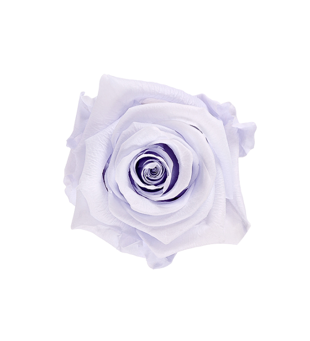 Soft lavender Ecuadorian preserved rose, showcasing a delicate pastel hue ideal for elegant and timeless floral arrangements. Carefully preserved to maintain its natural beauty and gentle color, this lavender rose is perfect for wholesale buyers seeking premium preserved flowers. Available through Marsofia International, specializing in high-quality Ecuadorian roses for bulk orders and luxury decor.