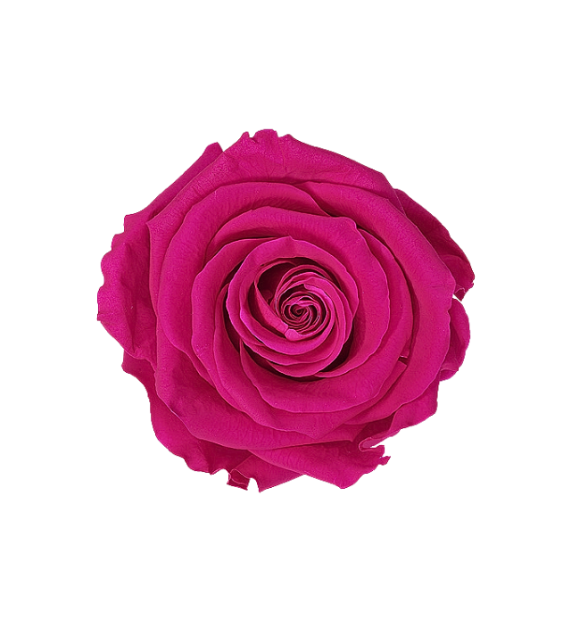 Vibrant magenta Ecuadorian preserved rose, capturing a bold and lively color perfect for striking floral arrangements and decor. This preserved rose maintains its natural beauty and vivid color, ideal for wholesale customers looking for high-quality, long-lasting roses. Available through Marsofia International, specializing in premium Ecuadorian preserved roses for bulk orders and luxury displays.