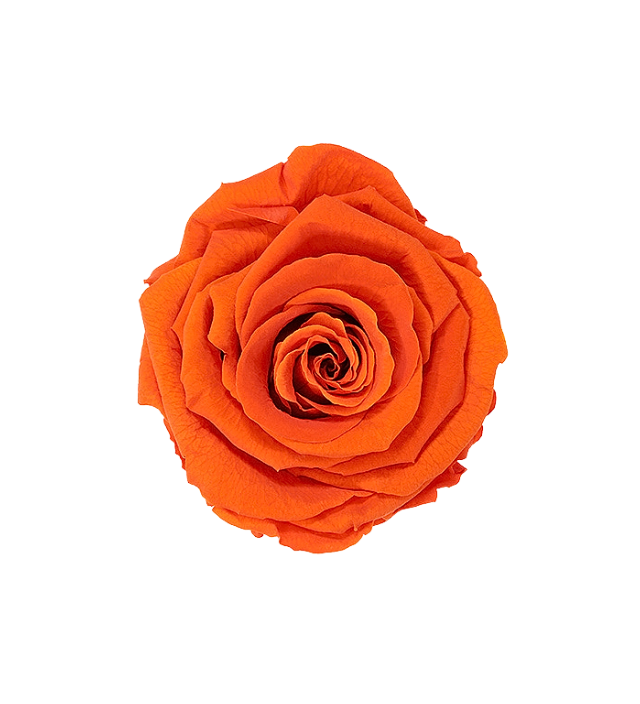 Vibrant orange Ecuadorian preserved rose, with a bold, warm hue perfect for adding energy and flair to floral arrangements. This preserved rose maintains its intense color and natural beauty, ideal for bulk orders and luxury decor. Available through Marsofia International, specializing in premium Ecuadorian preserved roses for wholesale buyers and striking event designs.