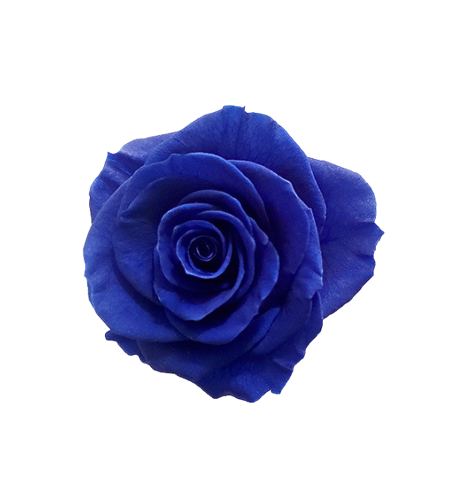 Stunning Pacific blue Ecuadorian preserved rose, featuring a rich, deep blue color that adds elegance and sophistication to any floral arrangement. This preserved rose retains its vibrant color and natural appearance, ideal for wholesale buyers seeking unique, high-quality blooms. Available through Marsofia International, specializing in premium Ecuadorian preserved roses for luxurious decor and upscale event designs.