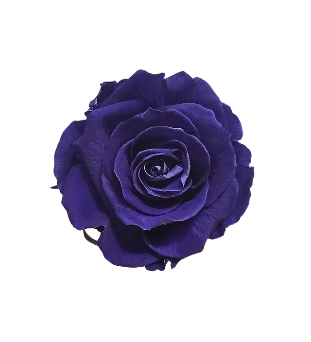 Elegant violet Ecuadorian preserved rose, showcasing a rich, deep purple hue ideal for adding a touch of luxury to floral designs. This preserved rose maintains its intense color and natural charm, perfect for wholesale orders and upscale decor. Offered by Marsofia International, specializing in premium preserved roses from Ecuador for discerning buyers and high-end event arrangements.