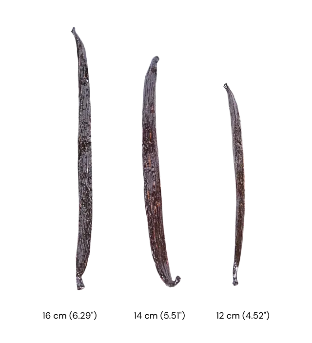 Three Ecuadorian Tahitensis vanilla beans in different sizes, displaying premium quality and aromatic richness.