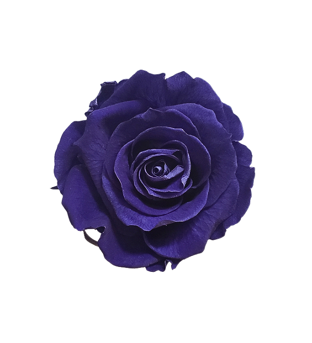 Elegant violet Ecuadorian preserved rose, showcasing a rich, deep purple hue ideal for adding a touch of luxury to floral designs. This preserved rose maintains its intense color and natural charm, perfect for wholesale orders and upscale decor. Offered by Marsofia International, specializing in premium preserved roses from Ecuador for discerning buyers and high-end event arrangements.