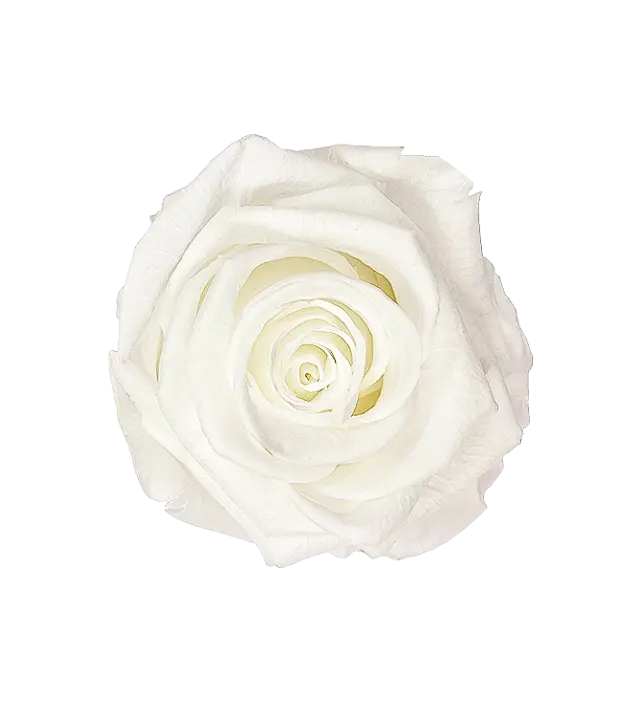 Pure white Ecuadorian preserved rose, embodying elegance and simplicity, perfect for refined floral arrangements and decor. This preserved rose is carefully crafted to retain its pristine color and natural beauty, ideal for bulk orders. Available through Marsofia International, specializing in premium Ecuadorian preserved roses for upscale events and luxurious displays.