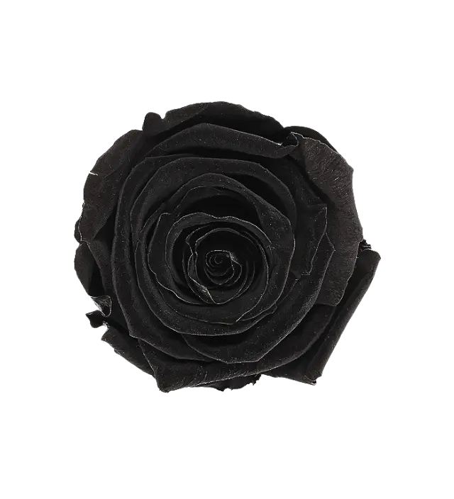 Elegant Ecuadorian preserved rose in striking Black Onyx, perfect for sophisticated decor and luxury arrangements. This unique, deep black preserved rose adds a touch of mystery and elegance, ideal for high-end floral designs. Available in bulk for wholesale buyers, sourced directly from Ecuador, where each rose is carefully preserved to retain its natural allure. Perfect for those seeking quality preserved roses in distinctive colors.