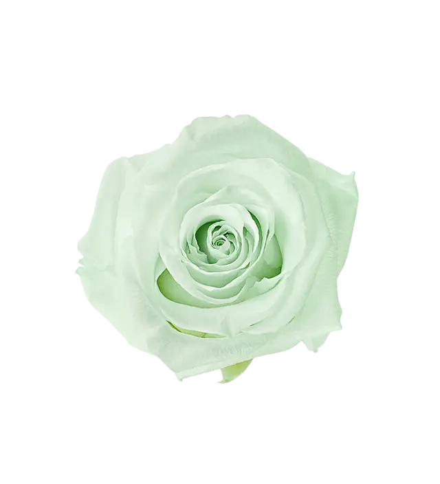 Soft aquamarine Ecuadorian preserved rose, with a gentle pastel green hue that brings a refreshing elegance to any floral arrangement. Carefully preserved to maintain its natural beauty and delicate color, ideal for luxury decor and wholesale orders. Available through Marsofia International, specializing in premium Ecuadorian preserved roses for bulk purchases and sophisticated floral designs.