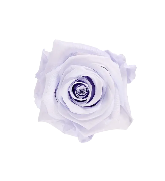 Soft lavender Ecuadorian preserved rose, showcasing a delicate pastel hue ideal for elegant and timeless floral arrangements. Carefully preserved to maintain its natural beauty and gentle color, this lavender rose is perfect for wholesale buyers seeking premium preserved flowers. Available through Marsofia International, specializing in high-quality Ecuadorian roses for bulk orders and luxury decor.