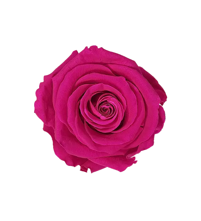 Vibrant magenta Ecuadorian preserved rose, capturing a bold and lively color perfect for striking floral arrangements and decor. This preserved rose maintains its natural beauty and vivid color, ideal for wholesale customers looking for high-quality, long-lasting roses. Available through Marsofia International, specializing in premium Ecuadorian preserved roses for bulk orders and luxury displays.