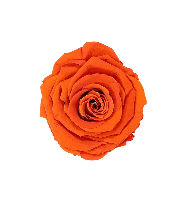 Vibrant orange Ecuadorian preserved rose, with a bold, warm hue perfect for adding energy and flair to floral arrangements. This preserved rose maintains its intense color and natural beauty, ideal for bulk orders and luxury decor. Available through Marsofia International, specializing in premium Ecuadorian preserved roses for wholesale buyers and striking event designs.