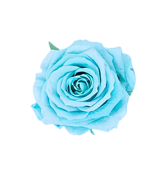 192 Blue Lagoon Preserved Roses – Stemless (1.2 inch Blooms)