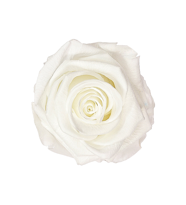 192 Preserved Roses from Ecuador [3cm Heads] for Wholesale & Arrangements